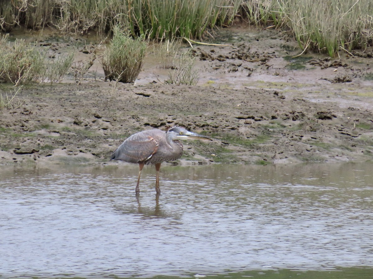 Great Blue Heron - ML604038311