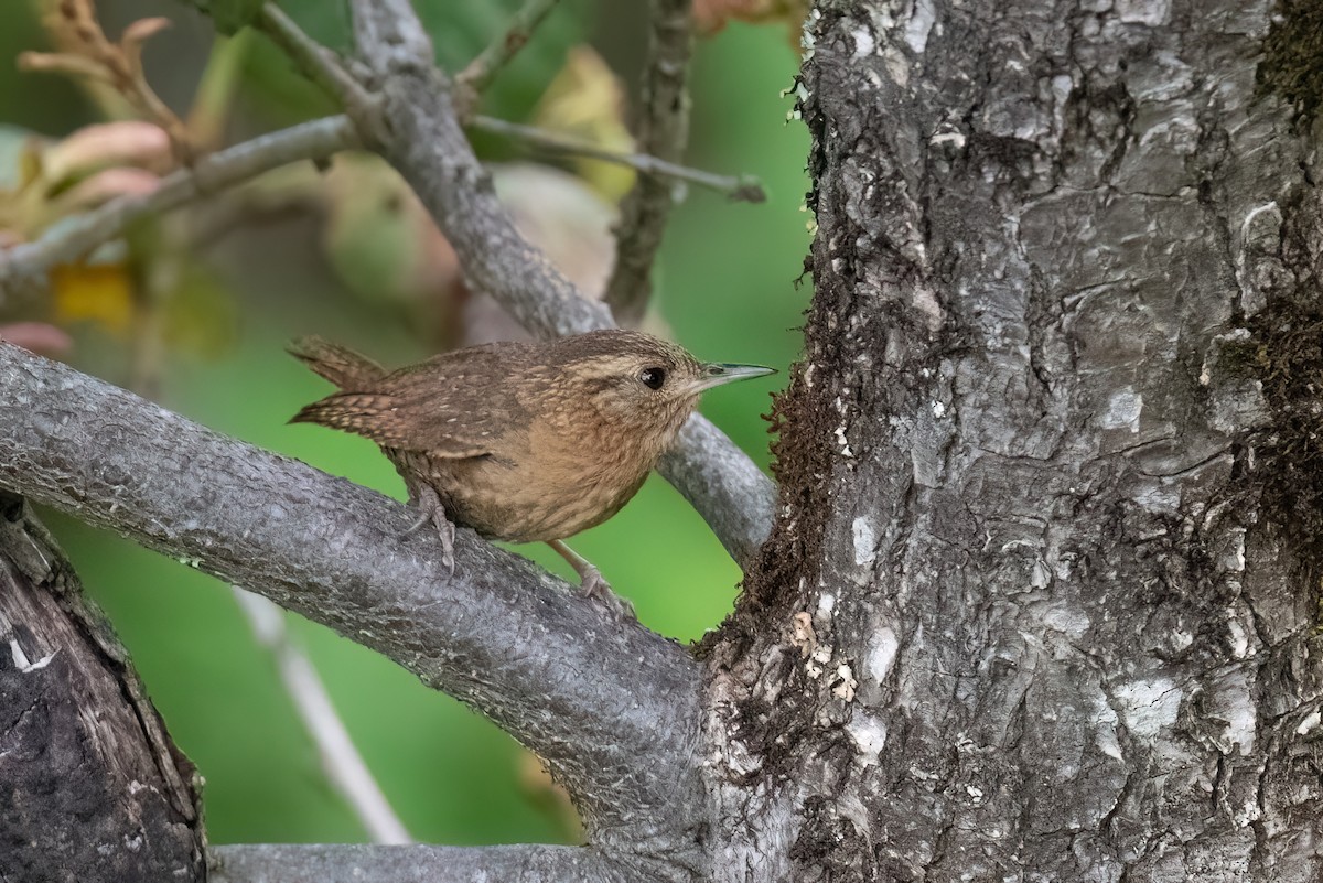 House Wren (Brown-throated) - ML604038811