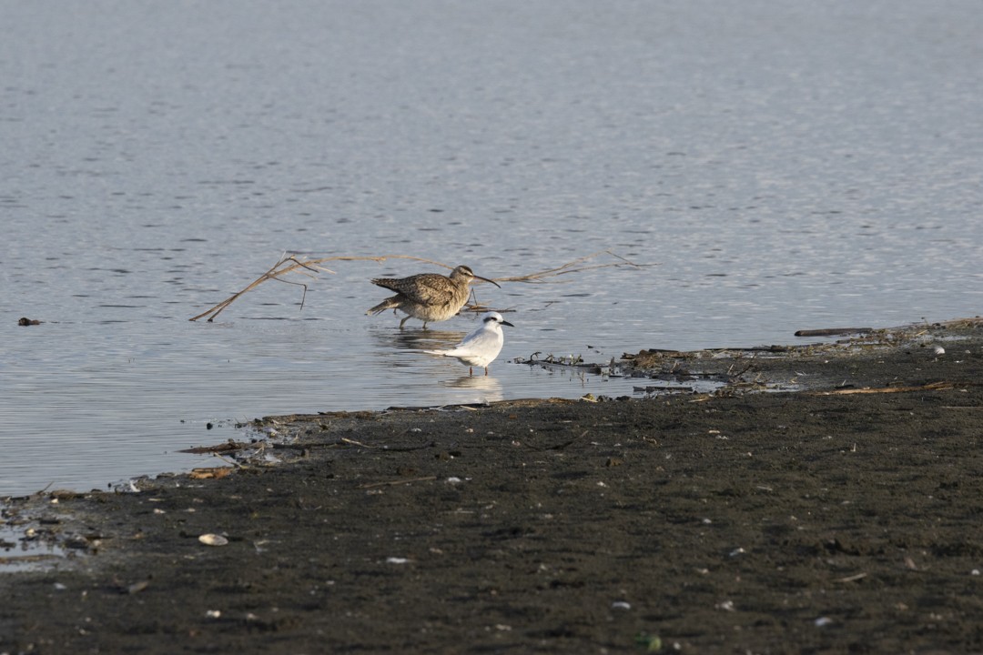 Whimbrel - ML604039041