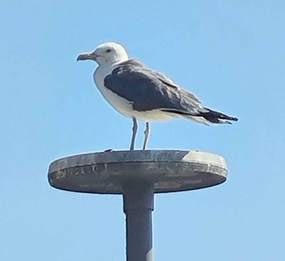 Yellow-legged Gull - ML604041101
