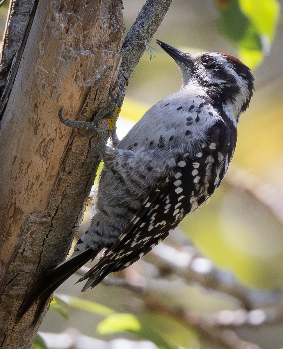 Nuttall's Woodpecker - ML604042171