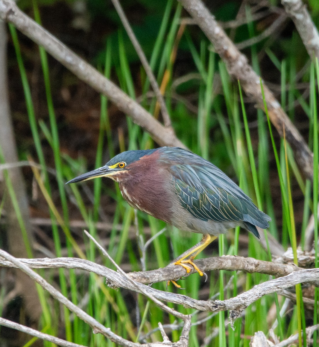 Green Heron - Thomas Wright