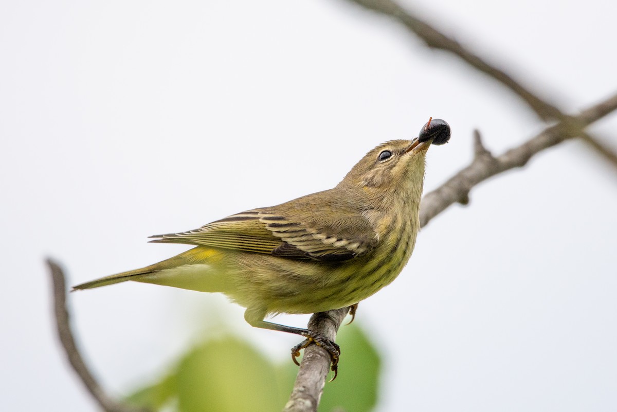 Cape May Warbler - Thomas Wright