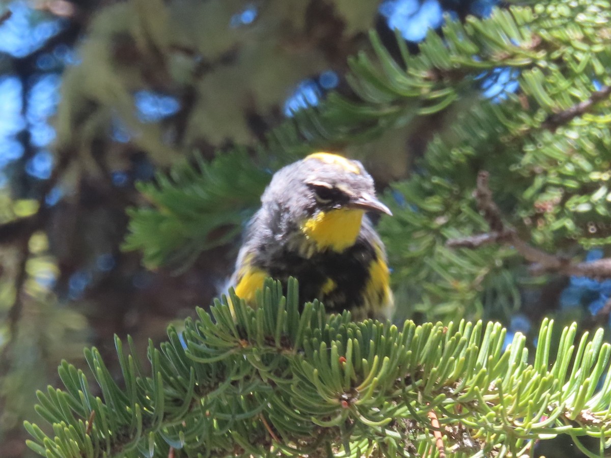 Yellow-rumped Warbler - Karen Richardson
