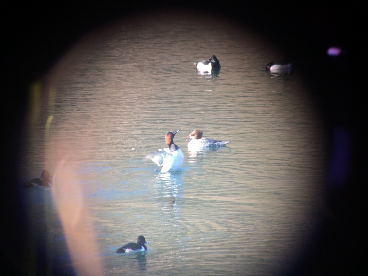 Canvasback - Brian Quindlen