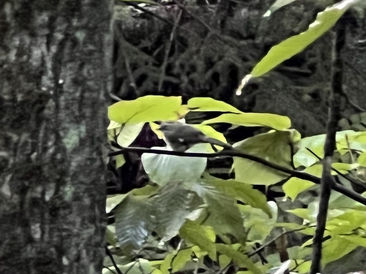 Black-throated Blue Warbler - ML604044761