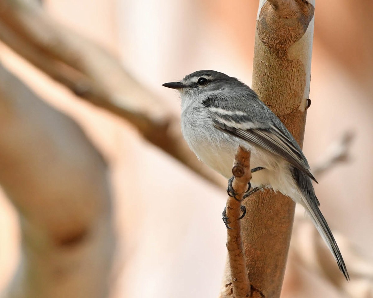 White-crested Tyrannulet (White-bellied) - ML604044821