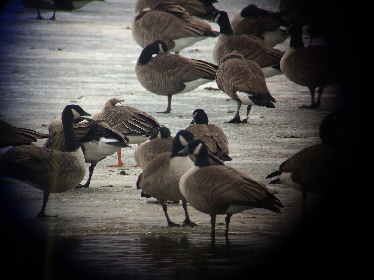 Greater White-fronted Goose - ML604045991