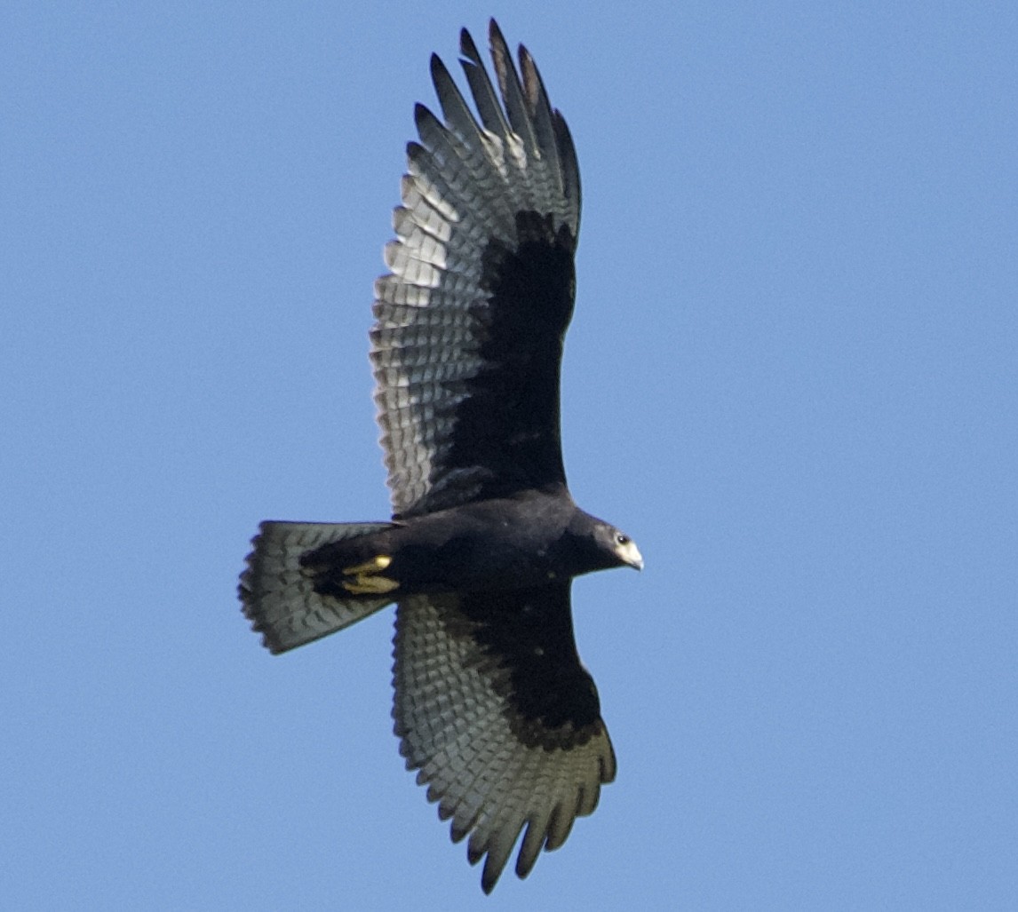 Zone-tailed Hawk - ML604046601