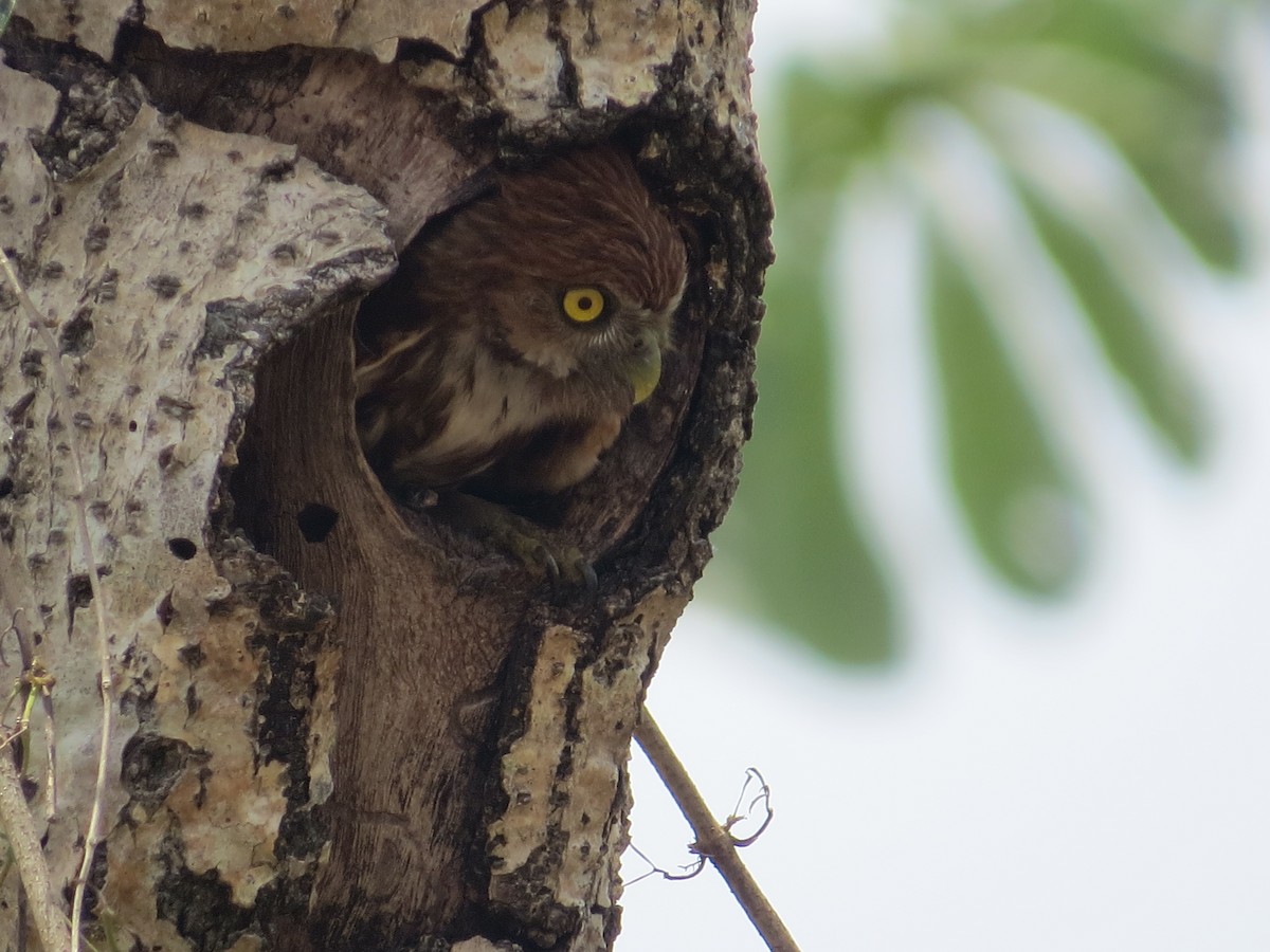 Ferruginous Pygmy-Owl - ML60404701