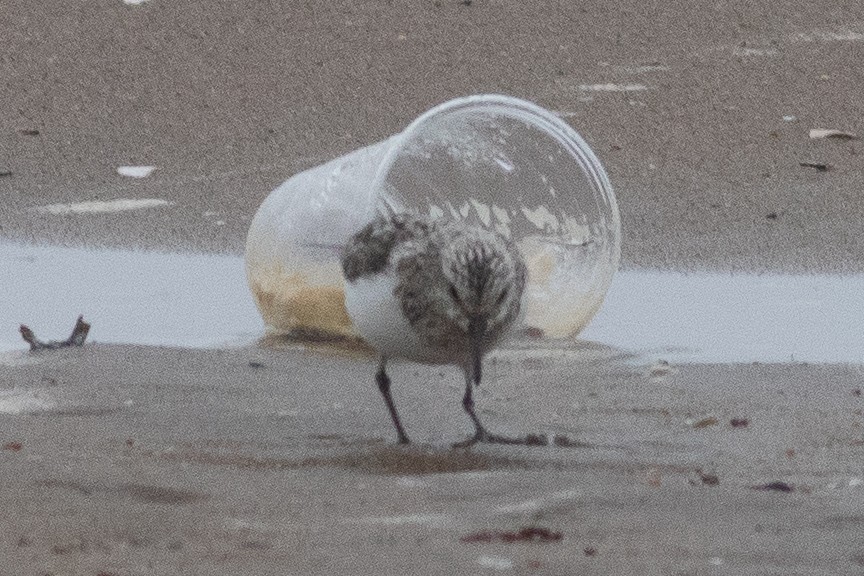 Sanderling - Timothy Graves