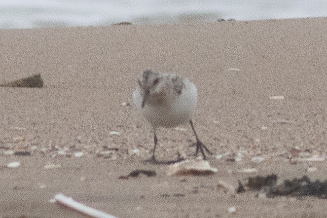 Sanderling - Timothy Graves