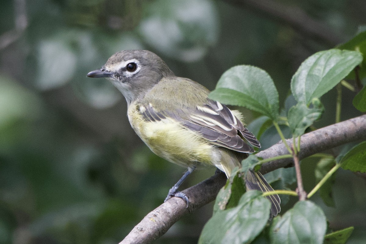 Blue-headed Vireo - ML604048211