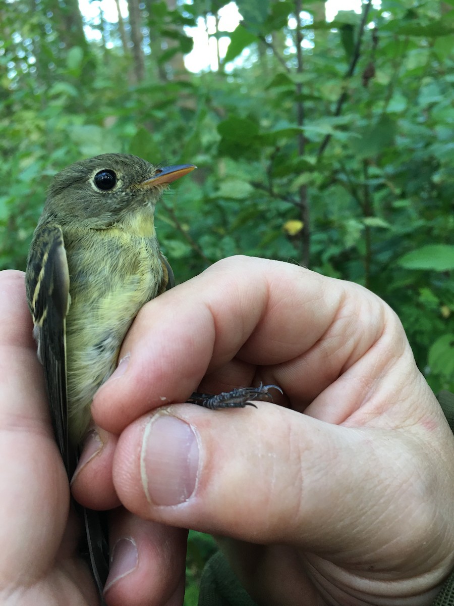 Yellow-bellied Flycatcher - ML604049021