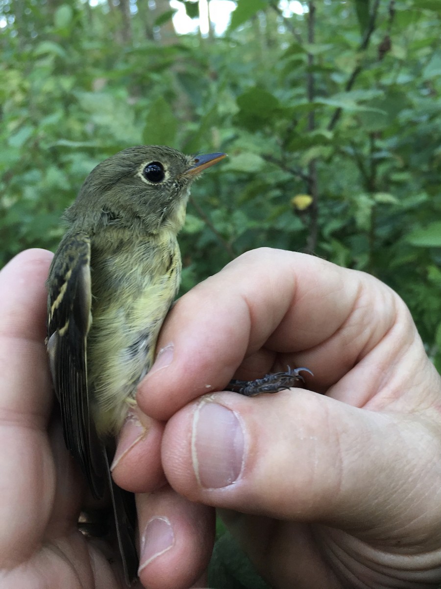 Yellow-bellied Flycatcher - David Grinevitch