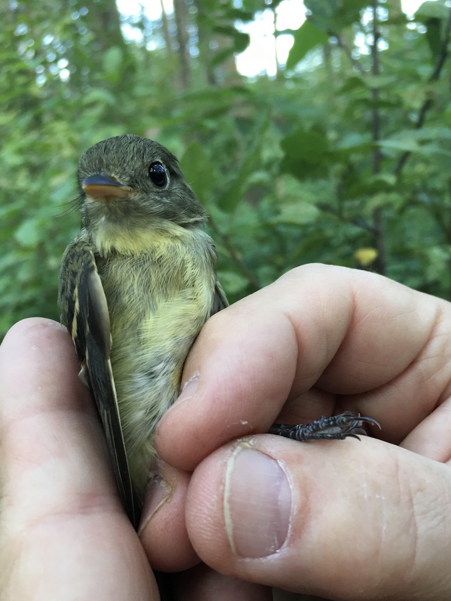 Yellow-bellied Flycatcher - ML604049051