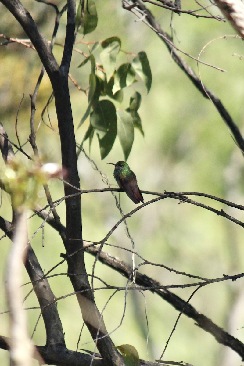 Berylline Hummingbird - ML604052221