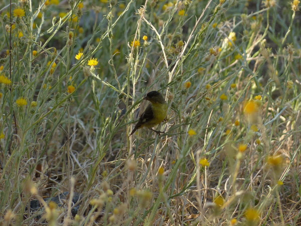 Lesser Goldfinch - ML604053181