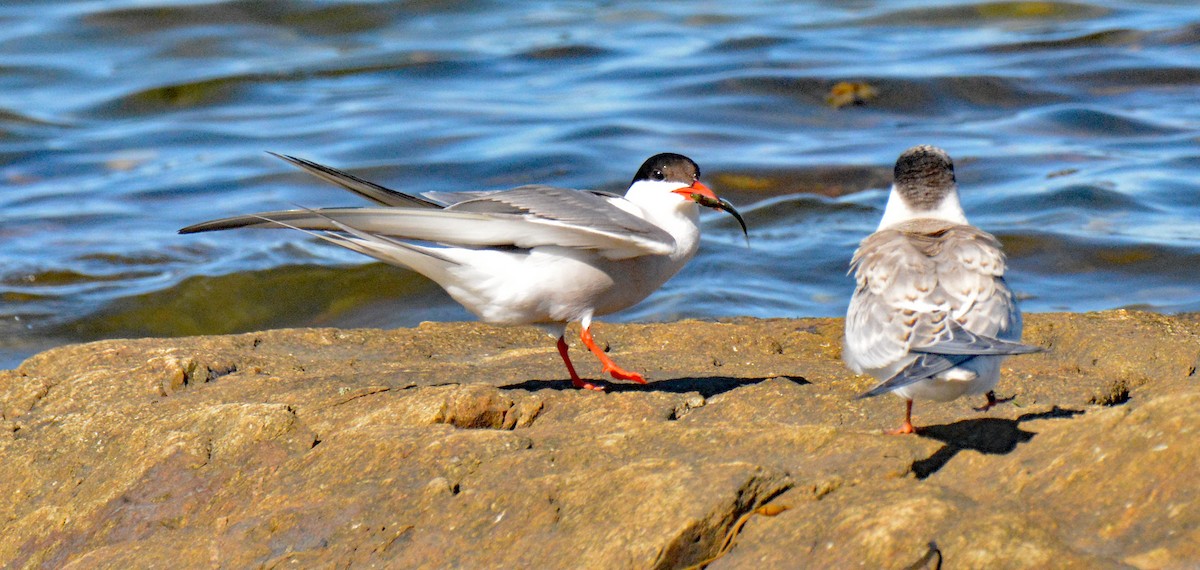 Common Tern - ML604053421