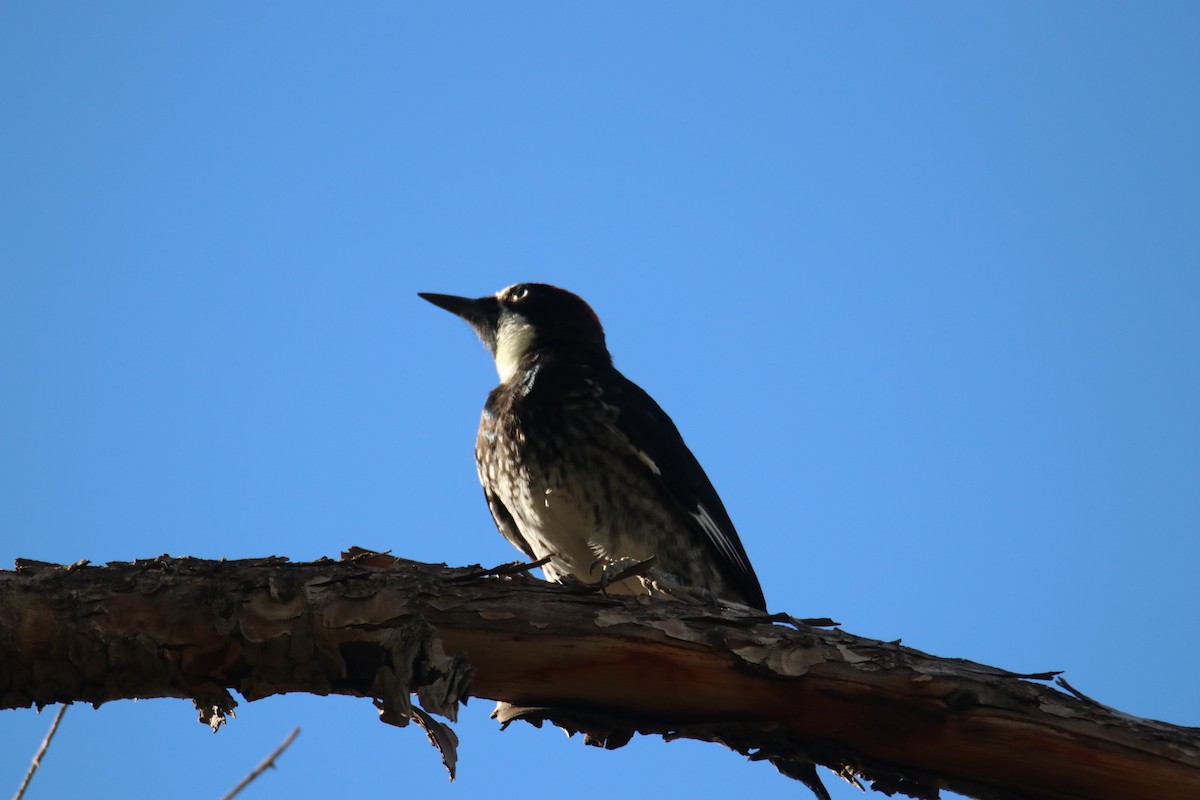 Acorn Woodpecker - ML604053591