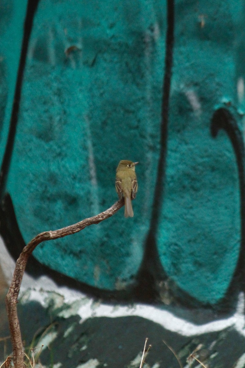 Western Flycatcher (Cordilleran) - ML604053991