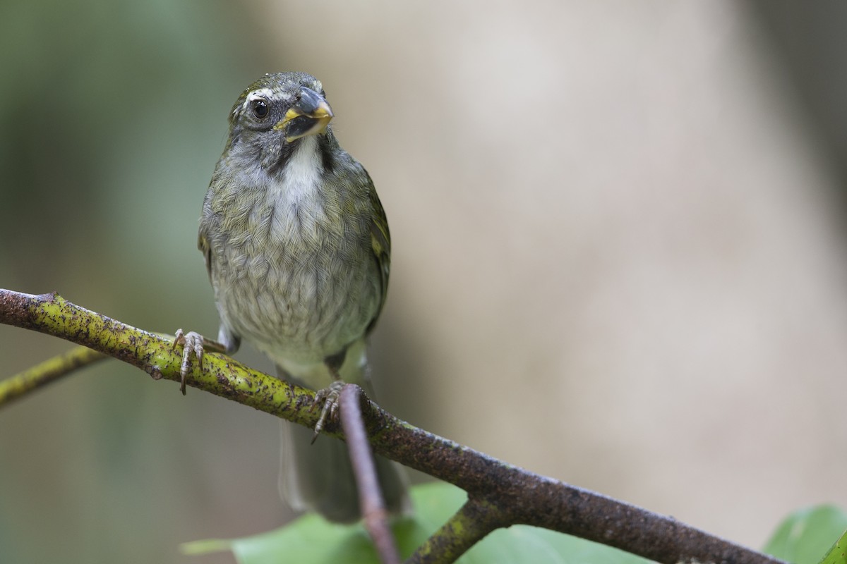 Lesser Antillean Saltator - Michael Stubblefield