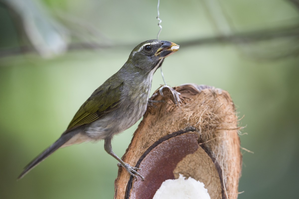 Lesser Antillean Saltator - Michael Stubblefield