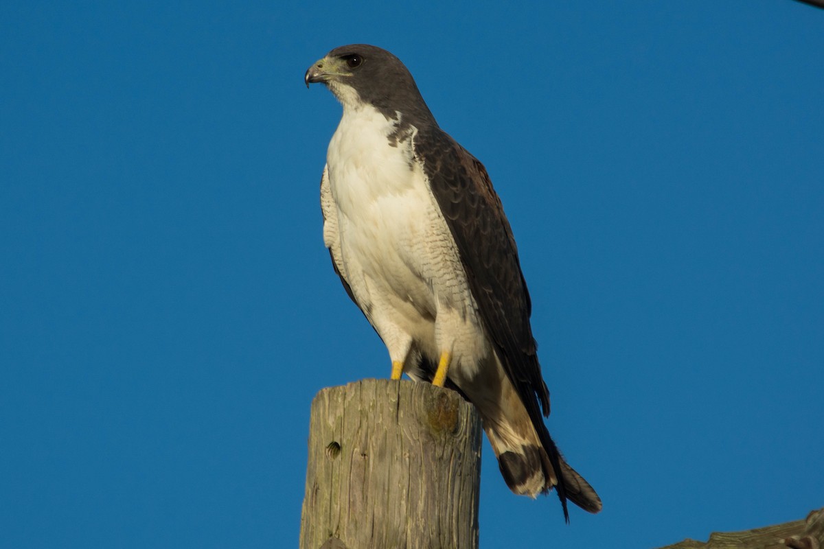 Weißschwanzbussard - ML60405561