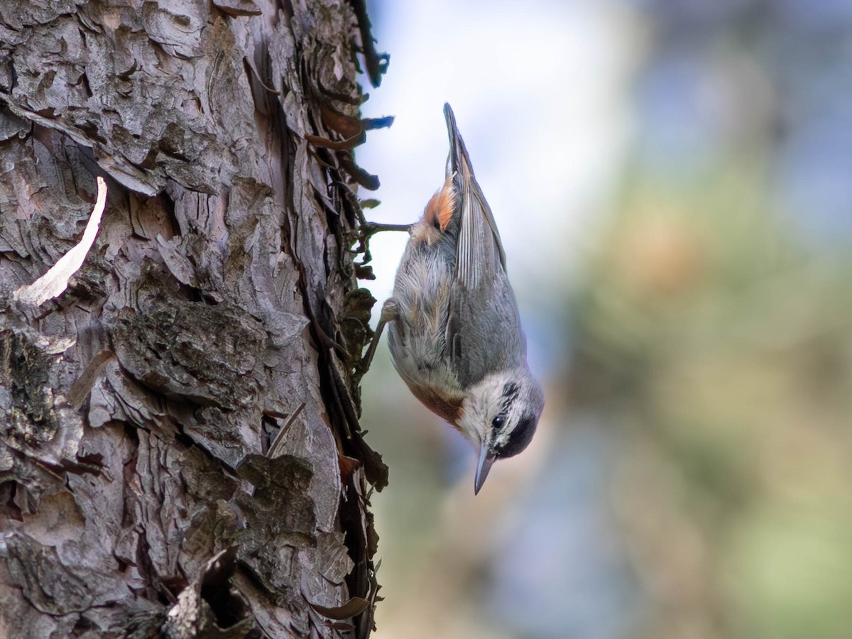 Krüper's Nuthatch - ML604057471