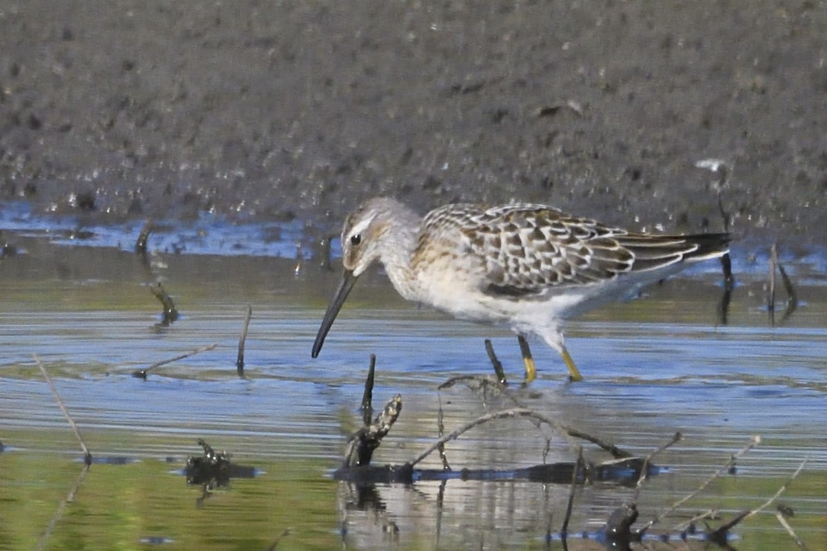 Stilt Sandpiper - ML604058691