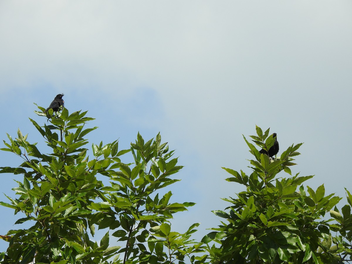 Red-winged Blackbird - ML604058761