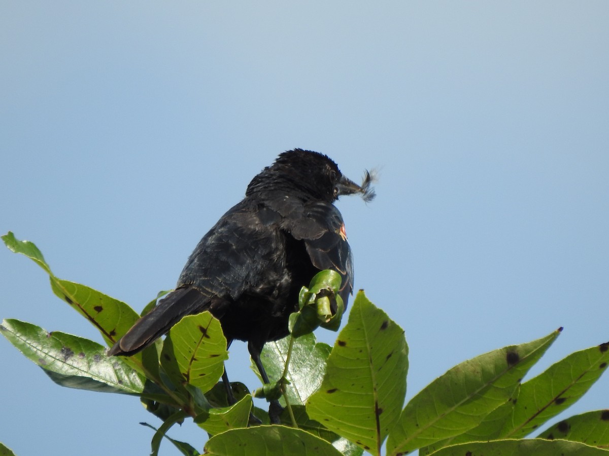 Red-winged Blackbird - ML604058771