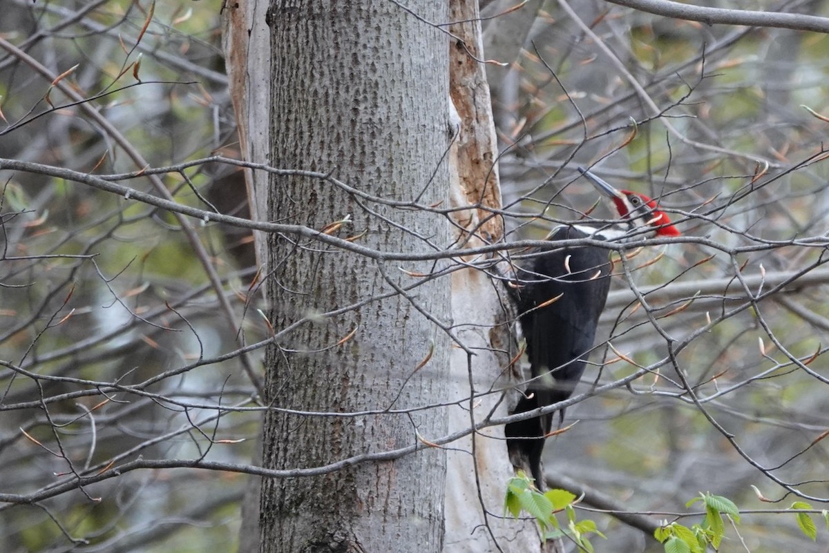 Pileated Woodpecker - ML604058951