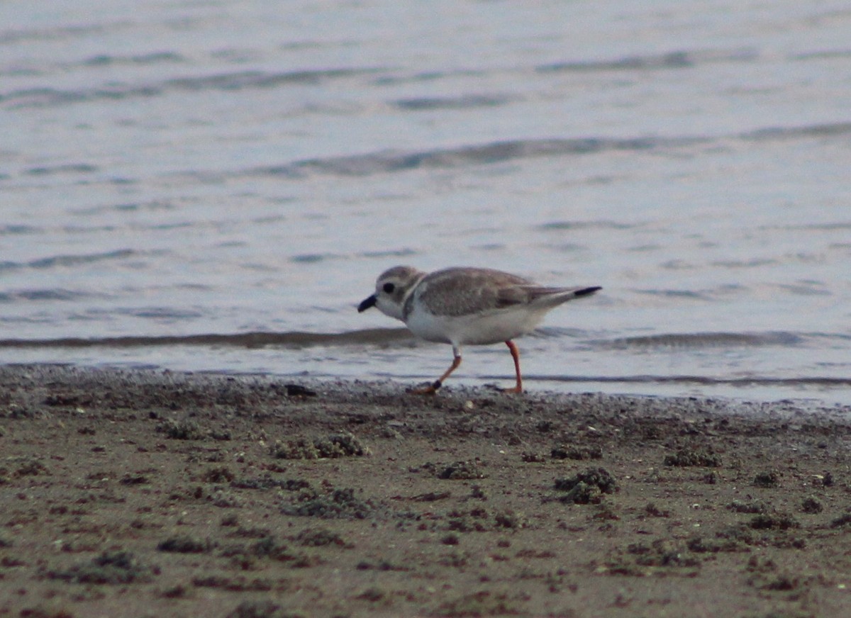 Piping Plover - Joanne Panek