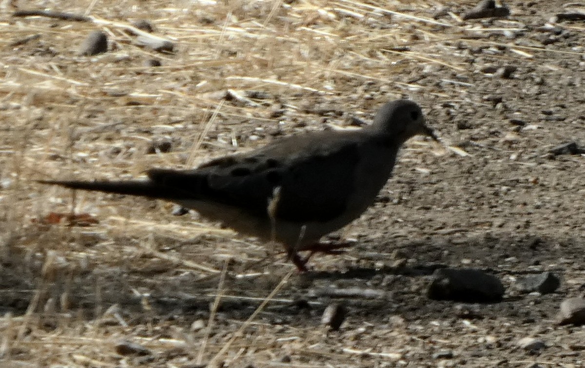 Mourning Dove - ML604060951