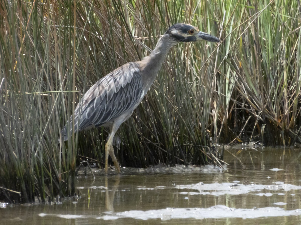 Yellow-crowned Night Heron - Carol Bailey-White