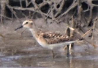 Least Sandpiper - ML604061291