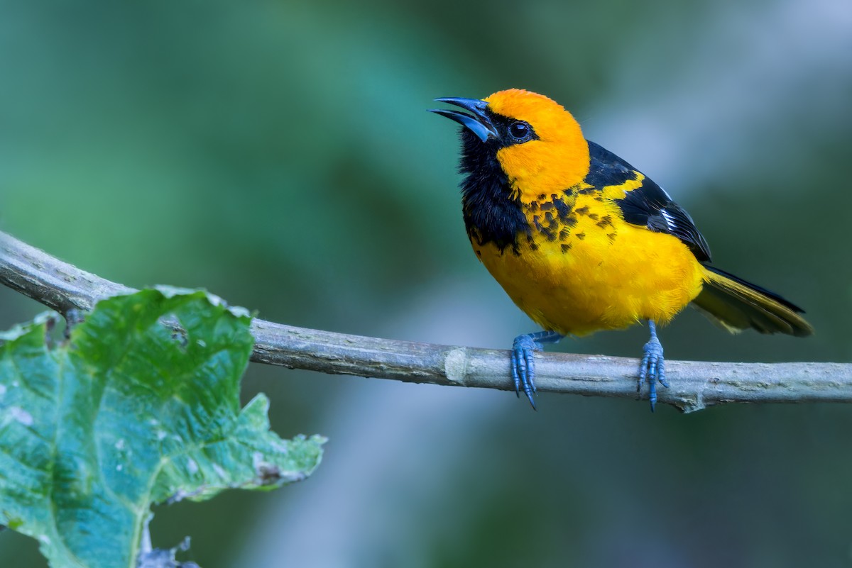 Spot-breasted Oriole - Dubi Shapiro