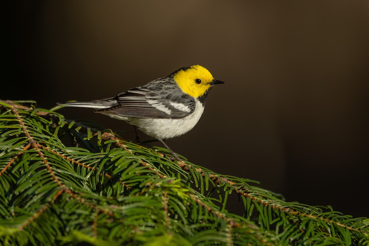 Hermit Warbler - ML604062601