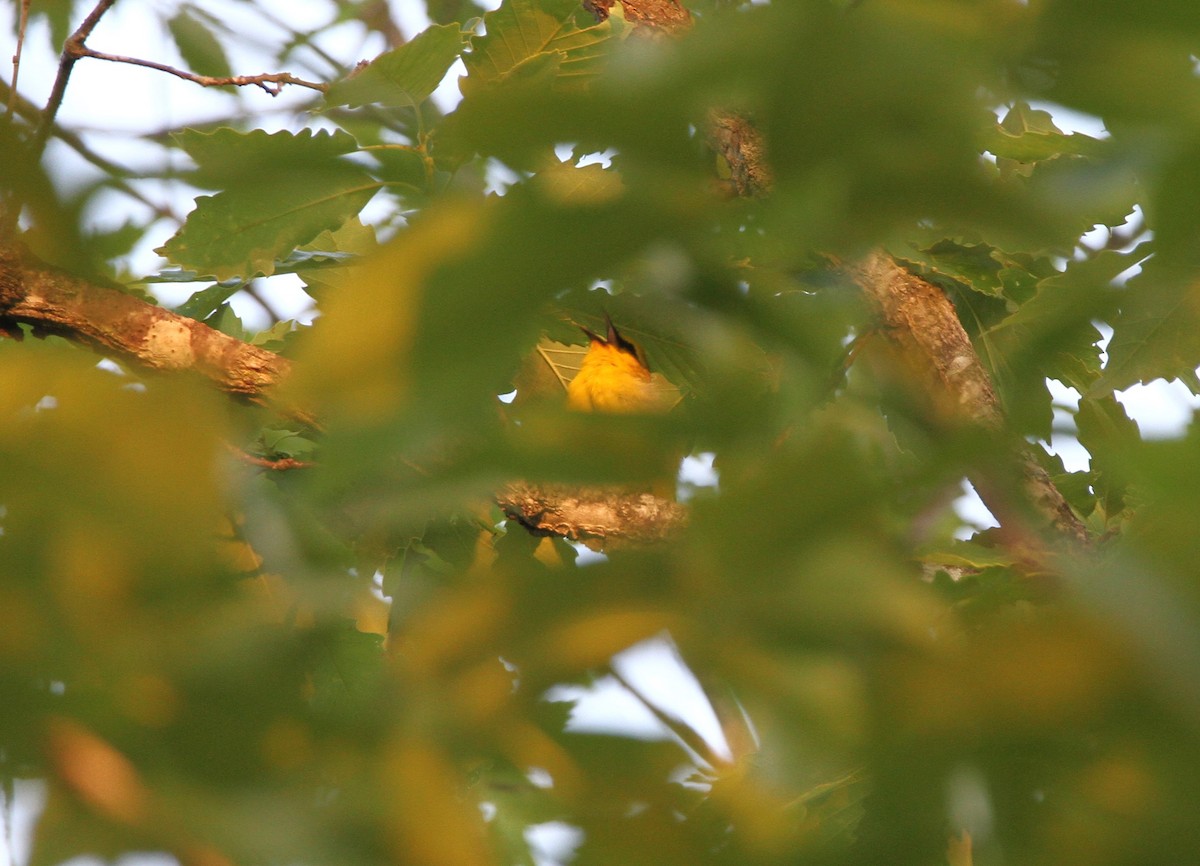 Blue-winged Warbler - ML604063371