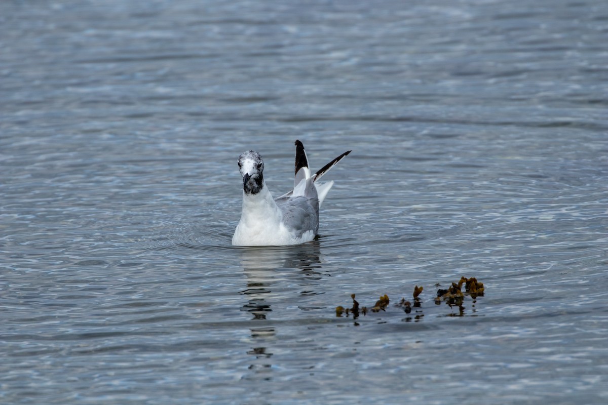 Bonaparte's Gull - ML604065381