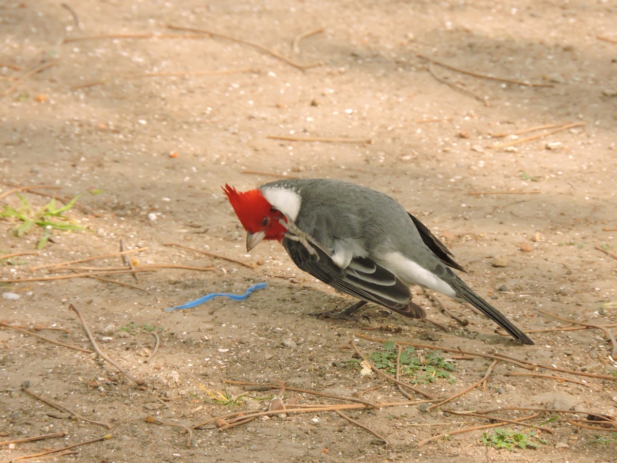 Red-crested Cardinal - ML604065411