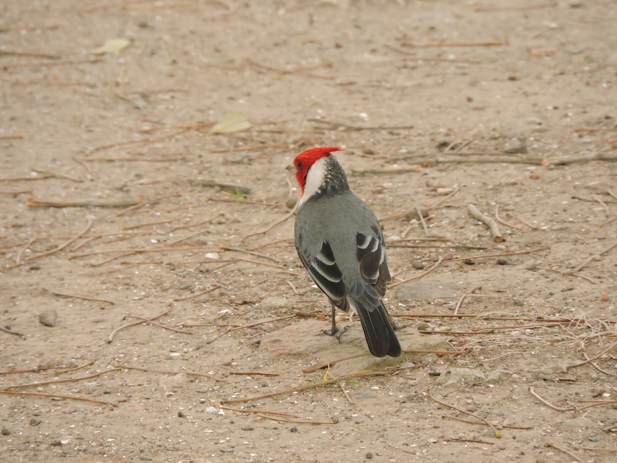 Red-crested Cardinal - ML604065421
