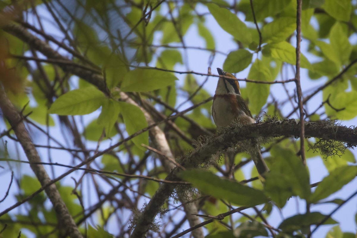 Chestnut-sided Shrike-Vireo - ML604065571