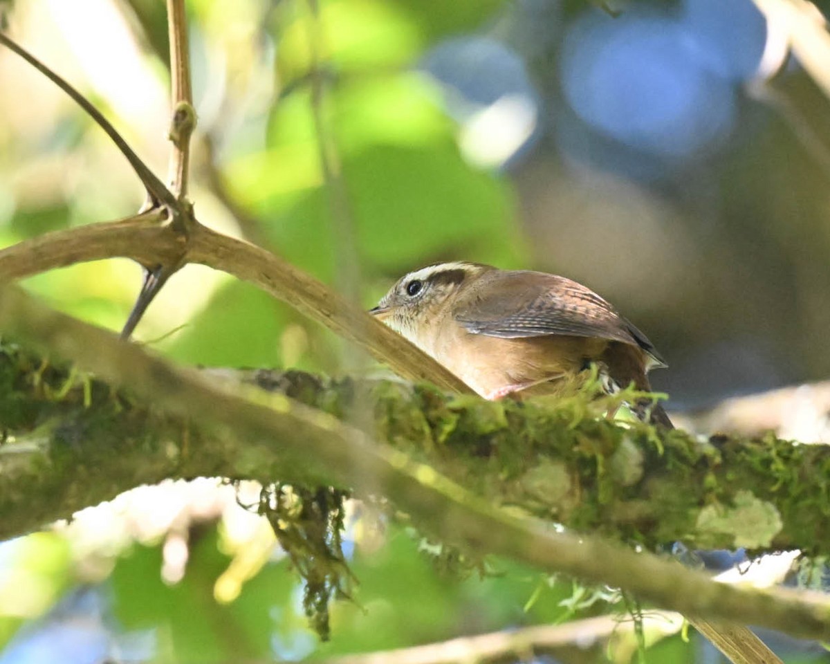 Mountain Wren - ML604065611