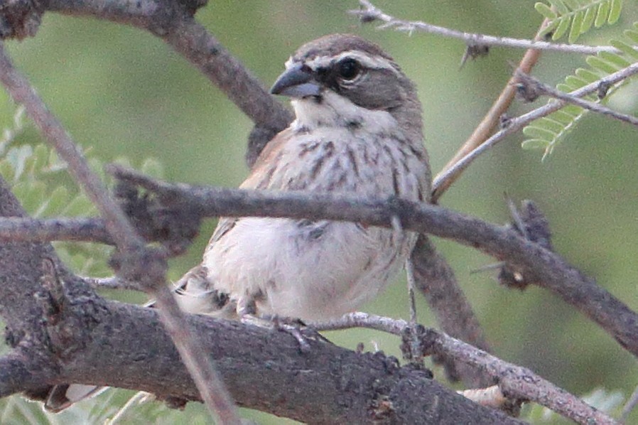 Black-throated Sparrow - Robert Irwin