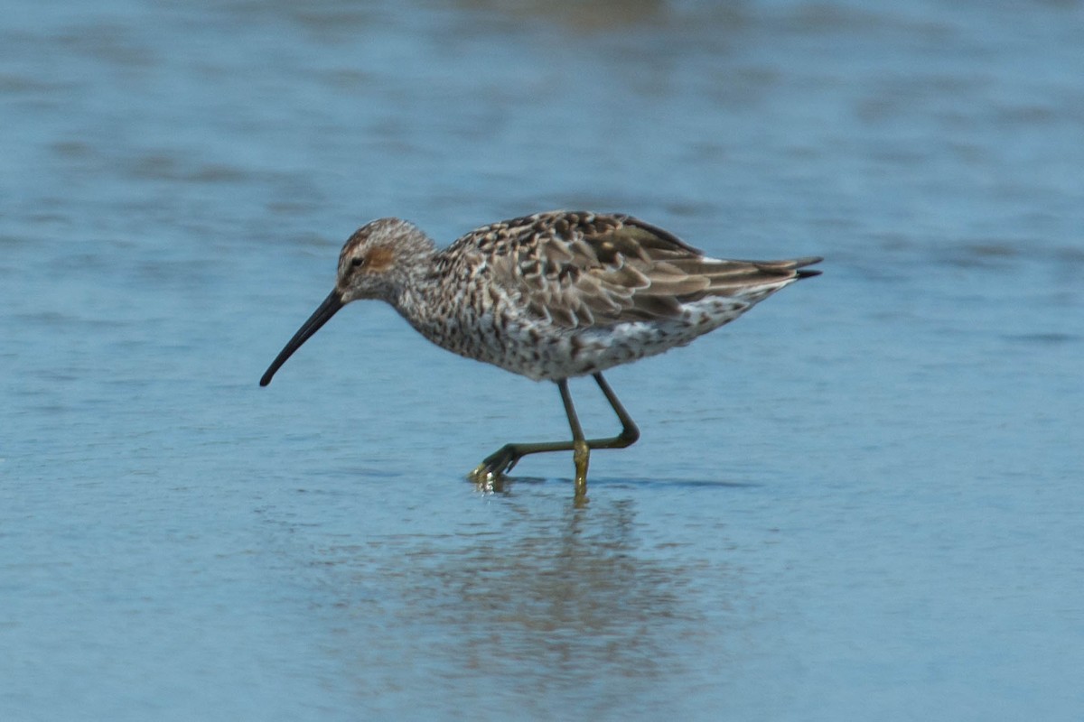 Stilt Sandpiper - ML60406781