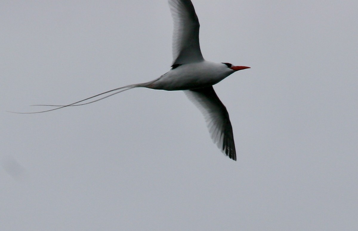 Red-billed Tropicbird - ML604068041