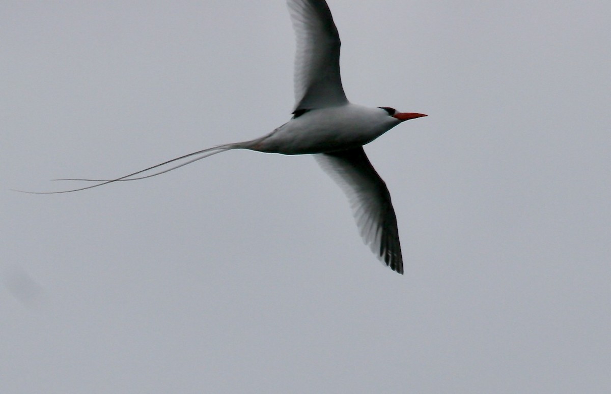 Red-billed Tropicbird - Turk Duddy