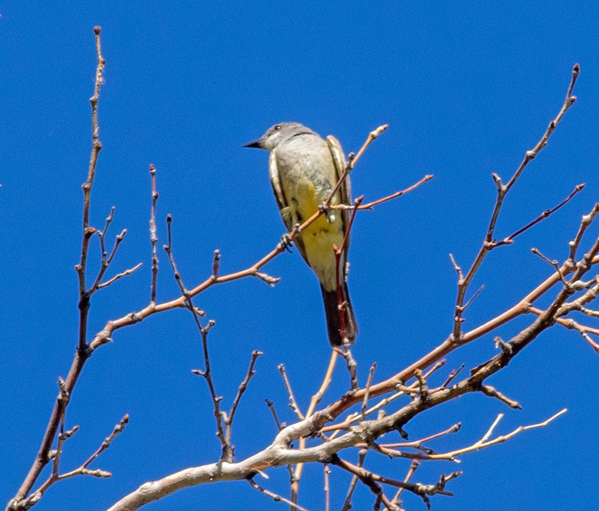 Cassin's Kingbird - ML604069341